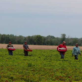 Pour les producteurs de fraises et framboises, le salaire de la main-d’œuvre représente environ 50 % des dépenses durant la saison. Photo : Patricia Blackburn/Archives TCN