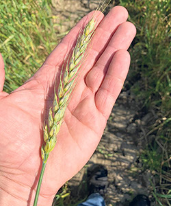 « On a les outils pour rendre le sol productif. Le but est de produire le plus économiquement sans détériorer le sol et pour ça, on travaille vraiment dans les détails. » – René Têtu, de Semences Magny. Photo : Gracieuseté de René Têtu
