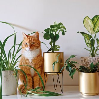 Un étudiant a proposé un concept pour les chats. Des jardinières à leur hauteur qu’ils pourront grignoter à souhait. Photo : Shutterstock