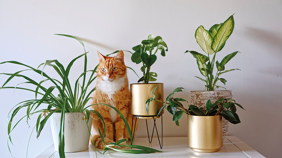 Un étudiant a proposé un concept pour les chats. Des jardinières à leur hauteur qu’ils pourront grignoter à souhait. Photo : Shutterstock