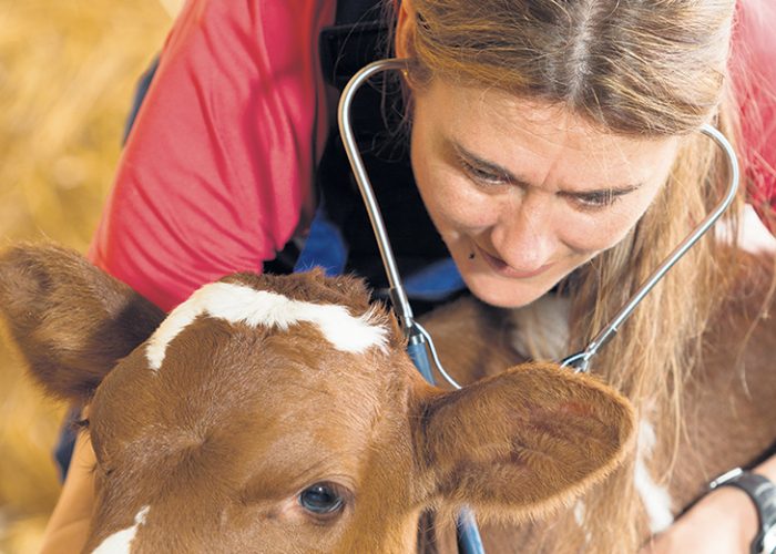 En délégant certains actes vétérinaires ou en faisait usage de télémédecine, les vétérinaires peuvent diminuer leurs déplacements et ainsi bénéficier d’un meilleur emploi du temps. Photo : Shutterstock