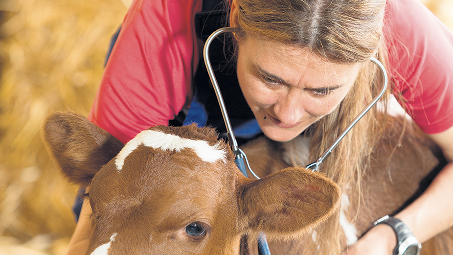 En délégant certains actes vétérinaires ou en faisait usage de télémédecine, les vétérinaires peuvent diminuer leurs déplacements et ainsi bénéficier d’un meilleur emploi du temps. Photo : Shutterstock