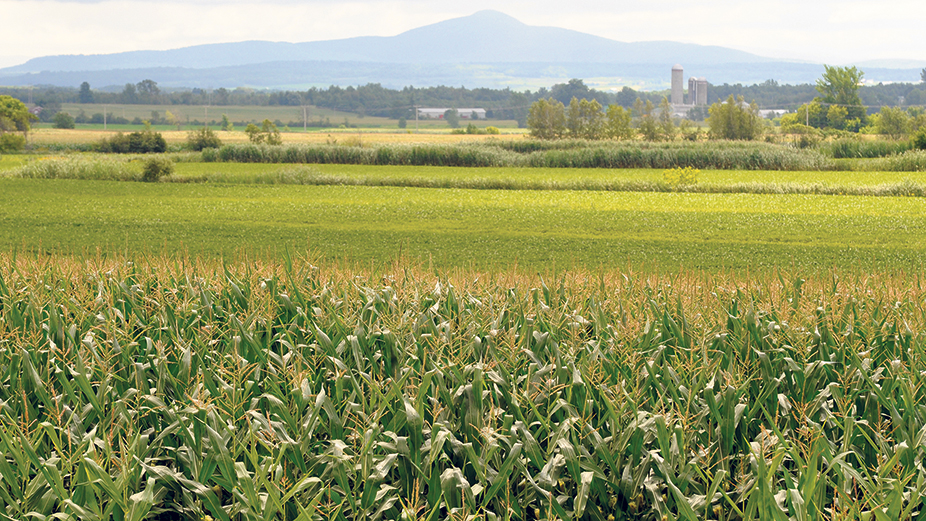 Si ses croix dorées forment aujourd’hui la toile de fond de nos paysages dans le sud du Québec, il n’en a pas toujours été ainsi pour le maïs-grain. Photo : Archives/TCN
