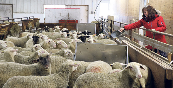 Le troupeau, qui a déjà compté 500 têtes, a été réduit graduellement à 150 brebis et béliers. Photo : Maurice Gagnon