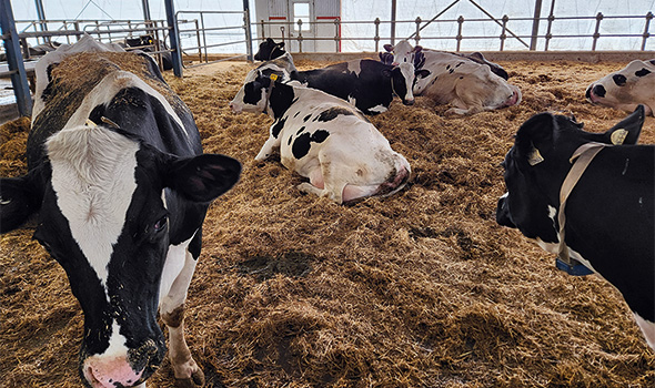 Le ferme, construite en 2008, mise sur le bien-être des vaches, avec de vastes espaces où elles évoluent en petits groupes. Photo : Patricia Blackburn/TCN