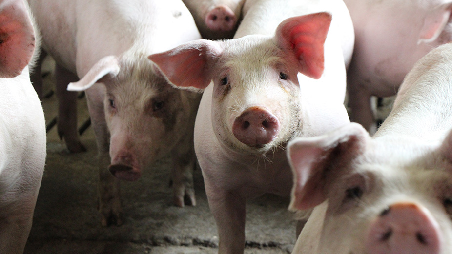 Olymel, principal transformateur de viande de porc de la province, veut réduire ses abattages de porcs québécois et ontariens d’un peu plus d’un million de têtes annuellement dès le mois de juin. Photo : Patricia Blackburn/TCN