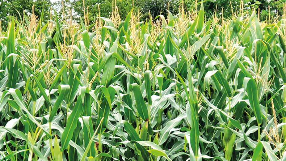 Le maïs reste une valeur sûre dans plusieurs régions malgré l’augmentation du coût des intrants.