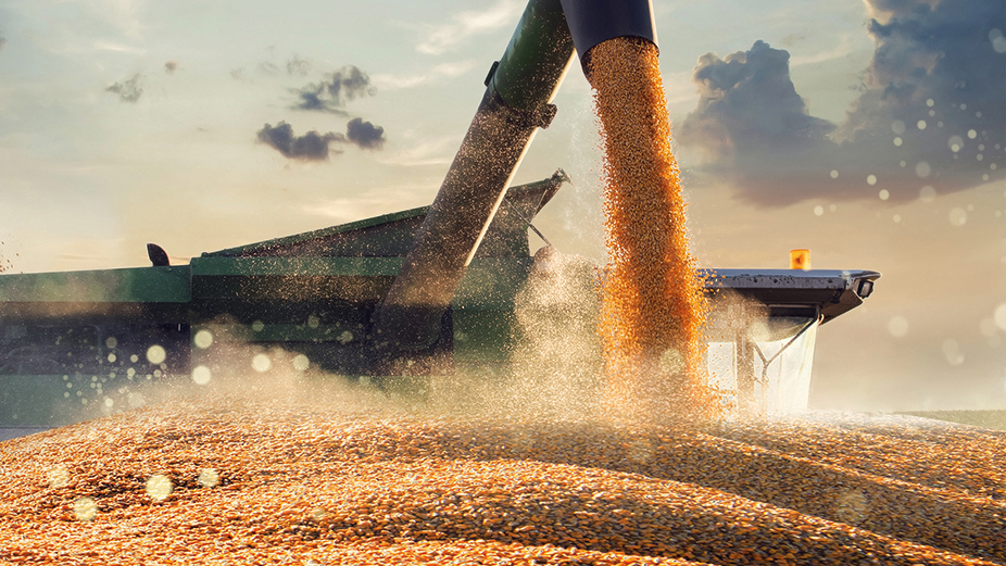 Selon l’agronome Nicolas St-Pierre, les bénéfices qu’il y a à récolter ses céréales plus tôt et à les conditionner en silo surpassent les économies qu’on pourrait faire en les laissant sécher au champ.