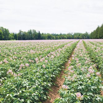 Si le Québec regroupe 20,8 % des producteurs de pommes de terre du pays, sa part des superficies ensemencées représentait 12,2 % de l’ensemble national en 2021, loin derrière l’Île du-Prince-Édouard (22,3 %) et le Manitoba (20,3 %). Photo : Archives/TCN