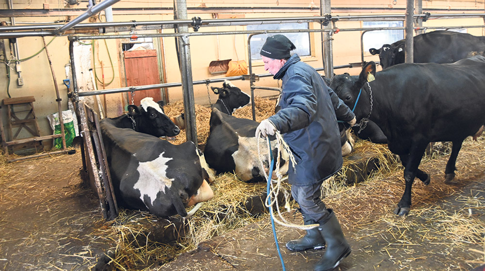 Depuis presque 20 ans, Jean Guilbert contribue à la sauvegarde des vaches de race Canadienne. Photo : Pierre Saint-Yves