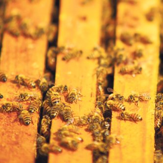 Les résultats d’une enquête sur les coûts de production en apiculture ont été dévoilés en exclusivité aux membres des AADQ, le 5 mars. La dernière étude du genre remontait à 1995. Photo : Archives/TCN