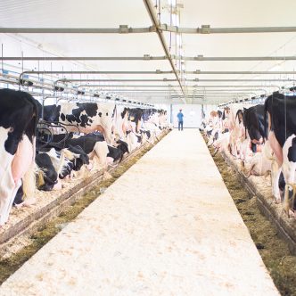 L’IA pourrait être mise à contribution pour détecter de façon préventive différentes maladies métaboliques des vaches laitières. Photo : Martin Ménard/TCN