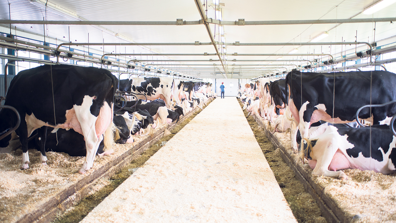 L’IA pourrait être mise à contribution pour détecter de façon préventive différentes maladies métaboliques des vaches laitières. Photo : Martin Ménard/TCN