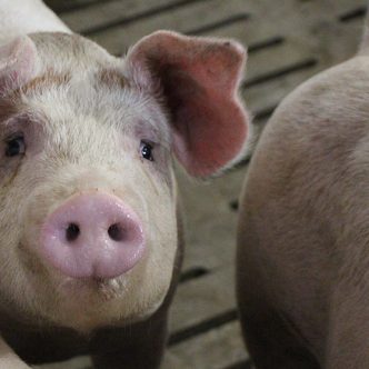 Les éleveurs de porcs qui choisiront de continuer devront contribuer à un fonds de restructuration pour les cinq prochaines années. Photo : Patricia Blackburn/TCN