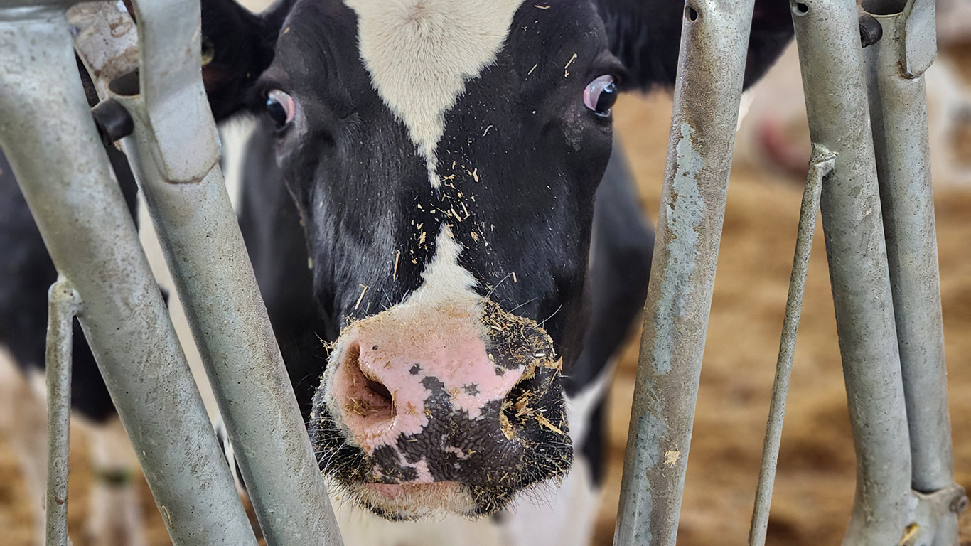 Les vaches devront avoir la possibilité de se mouvoir à au moins une période de leur cycle de production, mais seulement à partir du 1er avril 2027. Photo : Patricia Blackburn/TCN