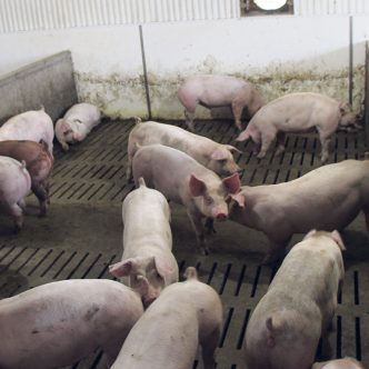 Des éleveurs de porcs estiment que le Québec devrait s’inspirer du modèle de production ontarien pour améliorer sa capacité d’adaptation aux fluctuations des marchés internationaux. Photo : Patricia Blackburn/TCN