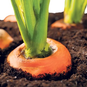 La famille des racines, comme les carottes, les betteraves, les panais et les radis, aime beaucoup le potassium. Photo : Shutterstock