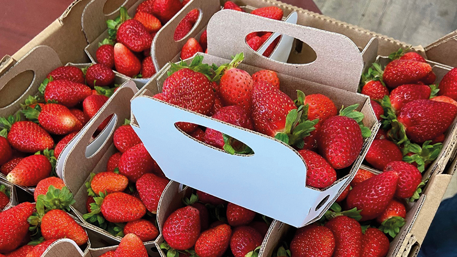 De grandes chaînes de détaillants alimentaires commercialiseront, à l’été 2023, un nouveau format de paniers de fraises de 750 ml. Photo : Gracieuseté de l’APFFQ