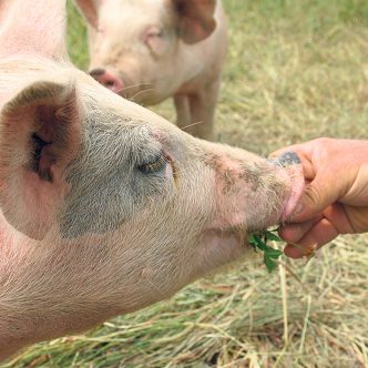 Un porc biologique, contrairement aux porcs d’autres types d’élevages, a accès à l’extérieur pendant l’été et est nourri exclusivement de grains biologiques. Photo : Archives/TCN