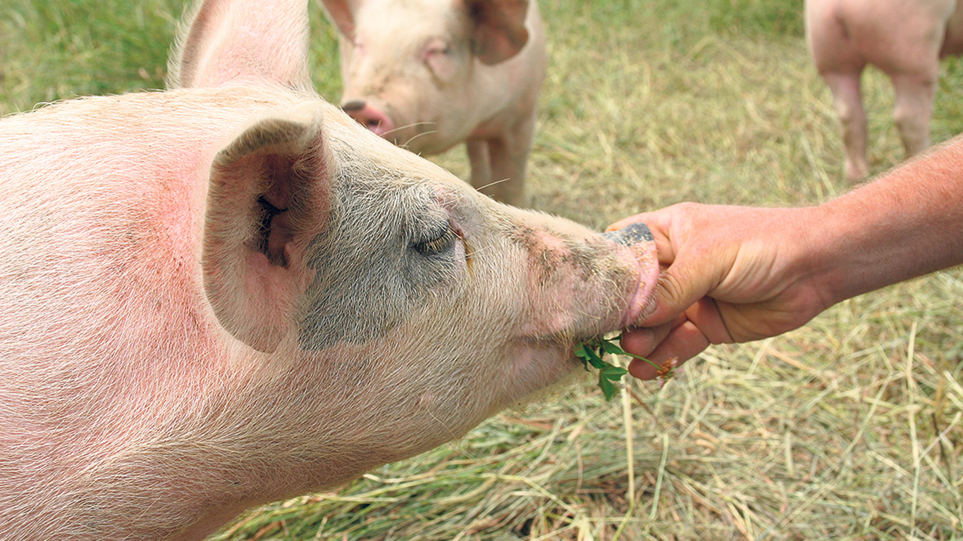 Un porc biologique, contrairement aux porcs d’autres types d’élevages, a accès à l’extérieur pendant l’été et est nourri exclusivement de grains biologiques. Photo : Archives/TCN