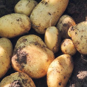 Les pommes de terre de semence ne peuvent pas être lavées, et la galle verruqueuse se transmet notamment par la terre. Photo : Gracieuseté de Pierre-Luc Bouchard