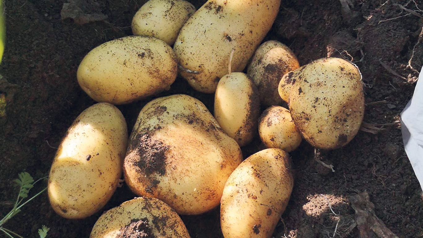 Les pommes de terre de semence ne peuvent pas être lavées, et la galle verruqueuse se transmet notamment par la terre. Photo : Gracieuseté de Pierre-Luc Bouchard