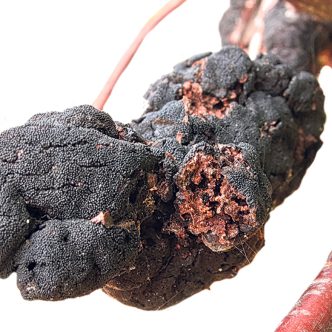 Le nodule noir est un champignon du nom d’Apiosporina morbosa. Photo : Shutterstock