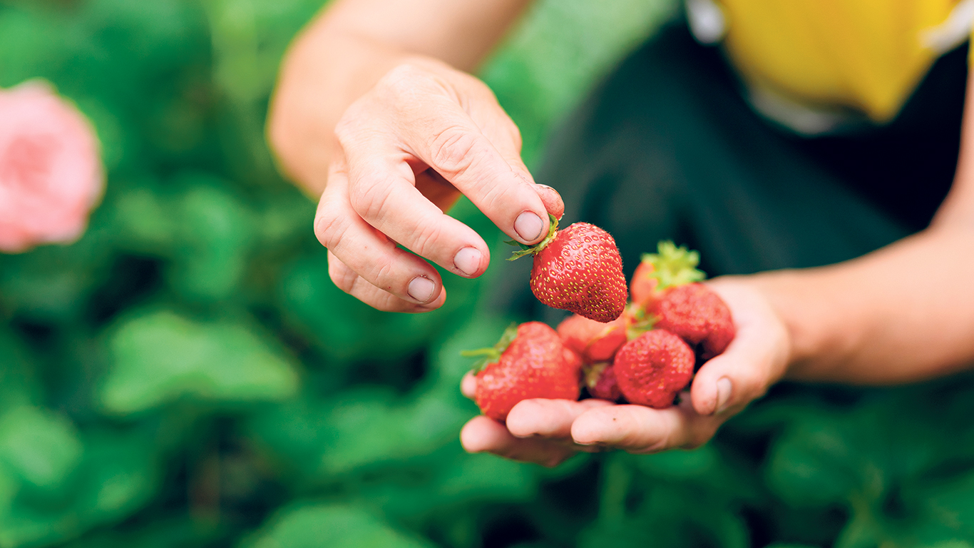 Une équipe d’étudiants de l’Université de Sherbrooke est parvenue à créer la première machine semi-automatisée pour la plantation de racines de fraises nues sur paillis de plastique. Photo : Shutterstock.com