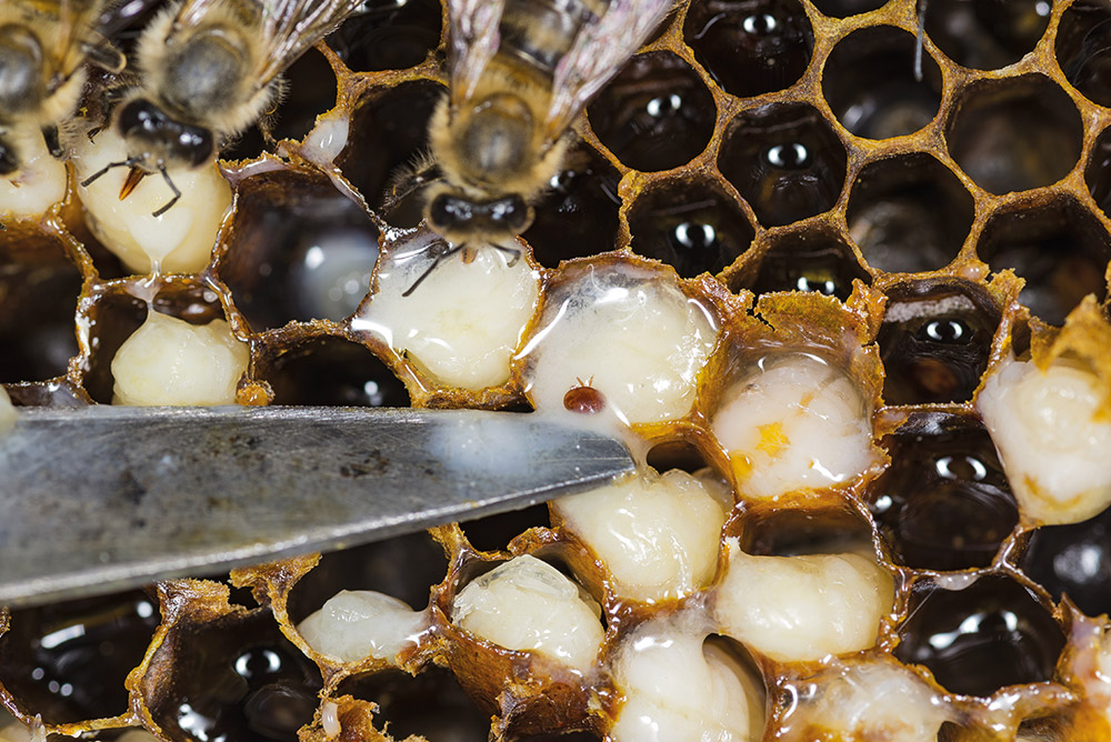 Une exposition prolongée à Varroa destructor occasionne une augmentation marquée des infections virales et une diminution des concentrations en sucres circulant dans les abeilles, ce qui pourrait permettre de prédire les risques de mortalité des ruches. Photo : Shutterstock
