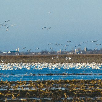 Le retour des oiseaux migrateurs, qui sont les principaux réservoirs du virus, accentue les risques d’une nouvelle vague de contaminations de grippe aviaire de souche hautement pathogène chez les oiseaux d’élevage. Photo : Patricia Blackburn/TCN