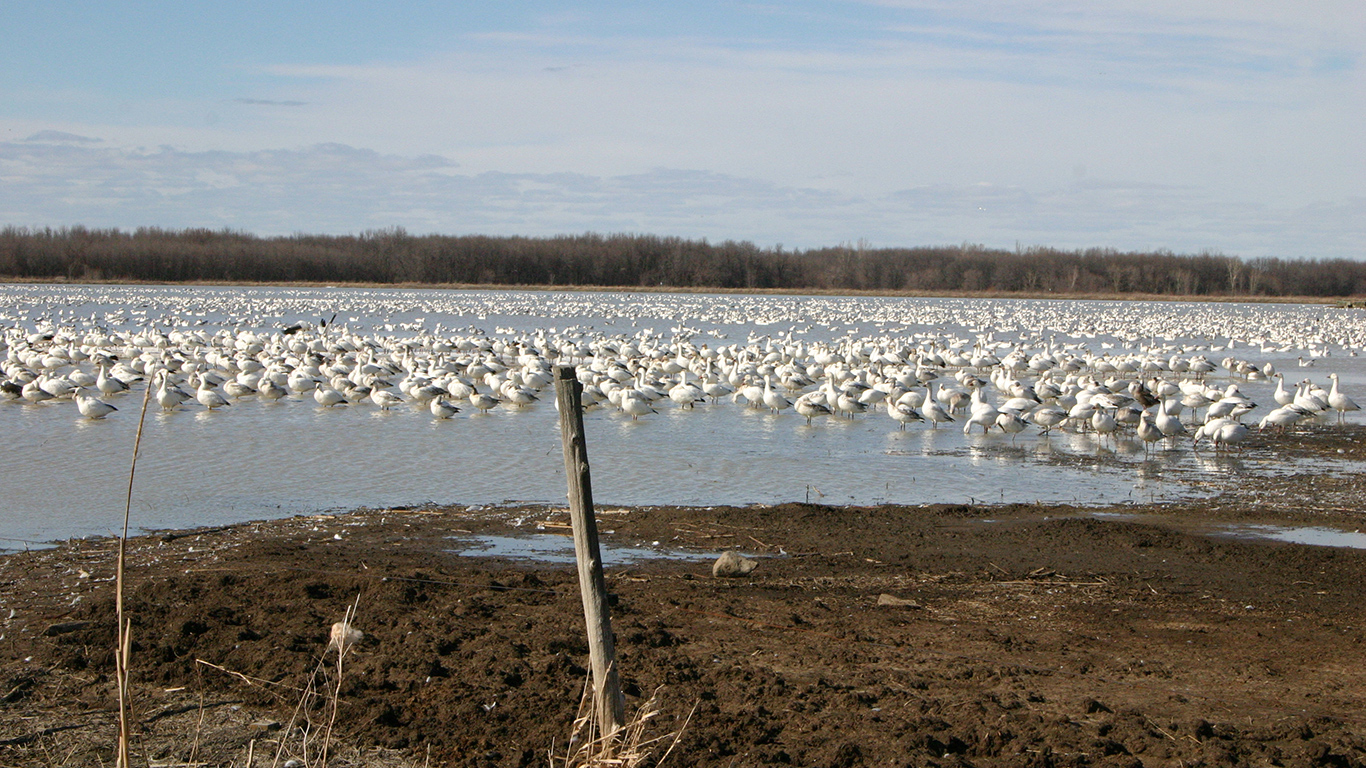 La période migratoire printanière s’annonce difficile pour les fermes avicoles de la province, alors que des milliers d’oiseaux d’élevage ont déjà été contaminés par le virus H5N1 de la grippe aviaire. Photo : Archives/TCN