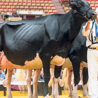Lamadona avait terminé 1re de la classe 3 ans junior à la World Dairy Expo de Madison, au Wisconsin, en 2016. Phtoo : The Bullvine