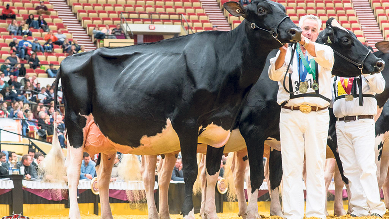 Lamadona avait terminé 1re de la classe 3 ans junior à la World Dairy Expo de Madison, au Wisconsin, en 2016. Phtoo : The Bullvine
