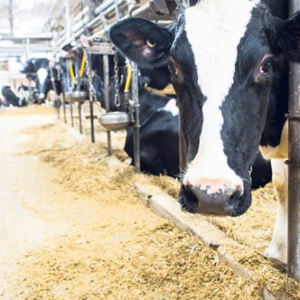Les producteurs dont les quantités de solides non gras contenues dans le lait sont basses seront récompensés davantage par un meilleur revenu. Photo : Martin Ménard/Archives TCN