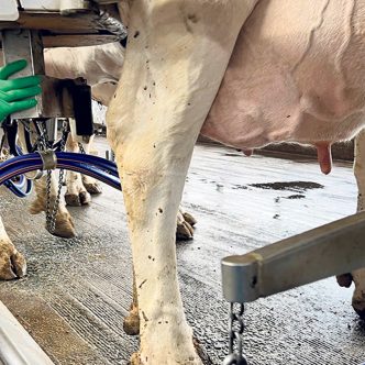 En plus de se faire rares, les vaches fraîchement vêlées sont très demandées, alors que plusieurs hausses du droit de produire et journées additionnelles sont accordées aux fermes laitières depuis près d’un an. Photo : Martin Ménard/Archives TCN