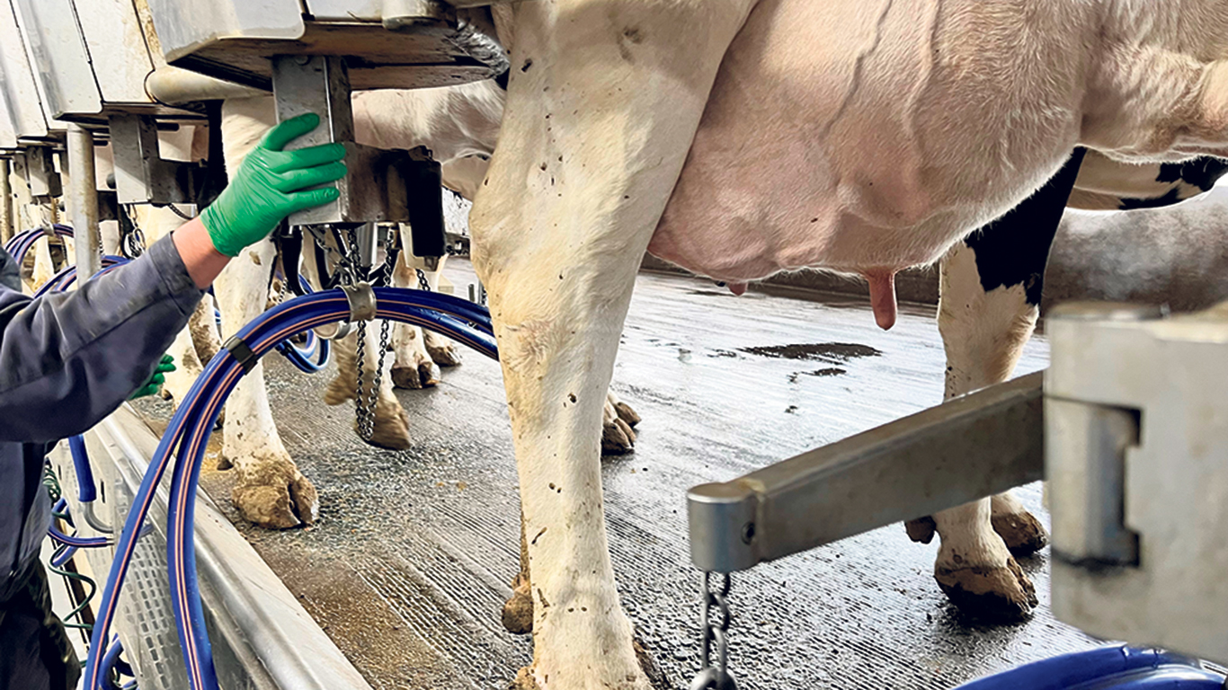 En plus de se faire rares, les vaches fraîchement vêlées sont très demandées, alors que plusieurs hausses du droit de produire et journées additionnelles sont accordées aux fermes laitières depuis près d’un an. Photo : Martin Ménard/Archives TCN