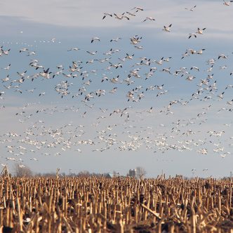Les éleveurs de volailles sont sur le qui-vive en prévision du retour des oiseaux migrateurs. Photo : Patricia Blackburn/Archives TCN