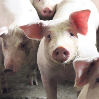 La nouvelle convention de mise en marché des porcs « est à l’image d’un secteur en crise », a illustré David Duval, président des Éleveurs de porcs du Québec. Photo : Patricia Blackburn/TCN