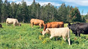Au Ranch Clifton, l’herbe représente 80 % de l’alimentation du bétail. Photos : Gracieuseté du Ranch Clifton
