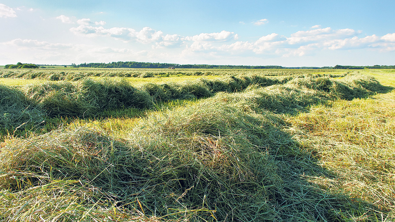 La production de foin est reconnue pour améliorer la santé des sols et des cours d’eau, sans compter qu’elle bonifie le rendement des cultures annuelles. Photo : AdobeStock