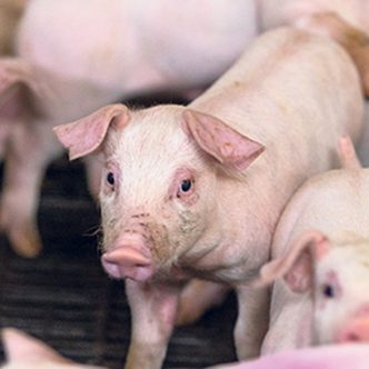 Avec la fermeture d’élevages porcins, les producteurs craignent une importante déstructuration des réseaux d’approvisionnement et de transport dans les mois à venir. Photos : Archives/TCN