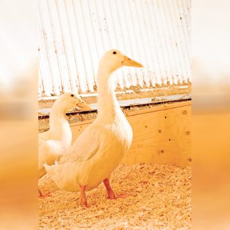 Tous les troupeaux de canards de Pékin de l’entreprise québécoise Canards du Lac Brome ont été décimés par la grippe aviaire il y a environ un an. Photo : Archives/TCN