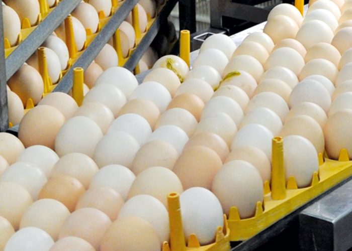 La production d’œufs d’incubation a augmenté de 5,3 % au Québec, en 2022. Photo : Archives/TCN