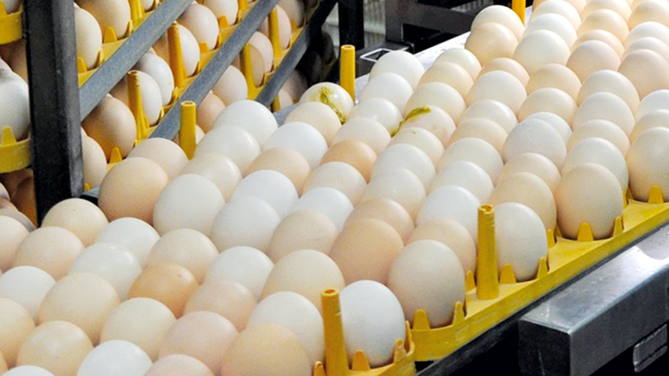La production d’œufs d’incubation a augmenté de 5,3 % au Québec, en 2022. Photo : Archives/TCN