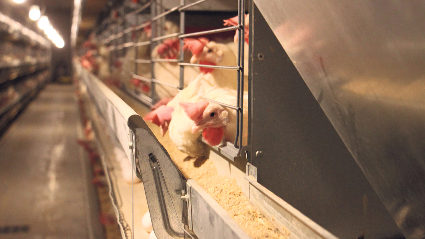 Deux équipes de chercheurs de l’Université Laval travaillent à prédire les besoins nutritionnels quotidiens des poules pondeuses en calcium et en phosphore tout au long de leur cycle de vie. Photo : Archives/TCN