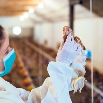 Le printemps 2023 s’annonce plus difficile que le précédent, alors que des milliers d’oiseaux ont déjà été frappés par une souche virulente de la grippe aviaire dans une quinzaine de sites d’élevage avicole de la province. Photo : Shutterstock