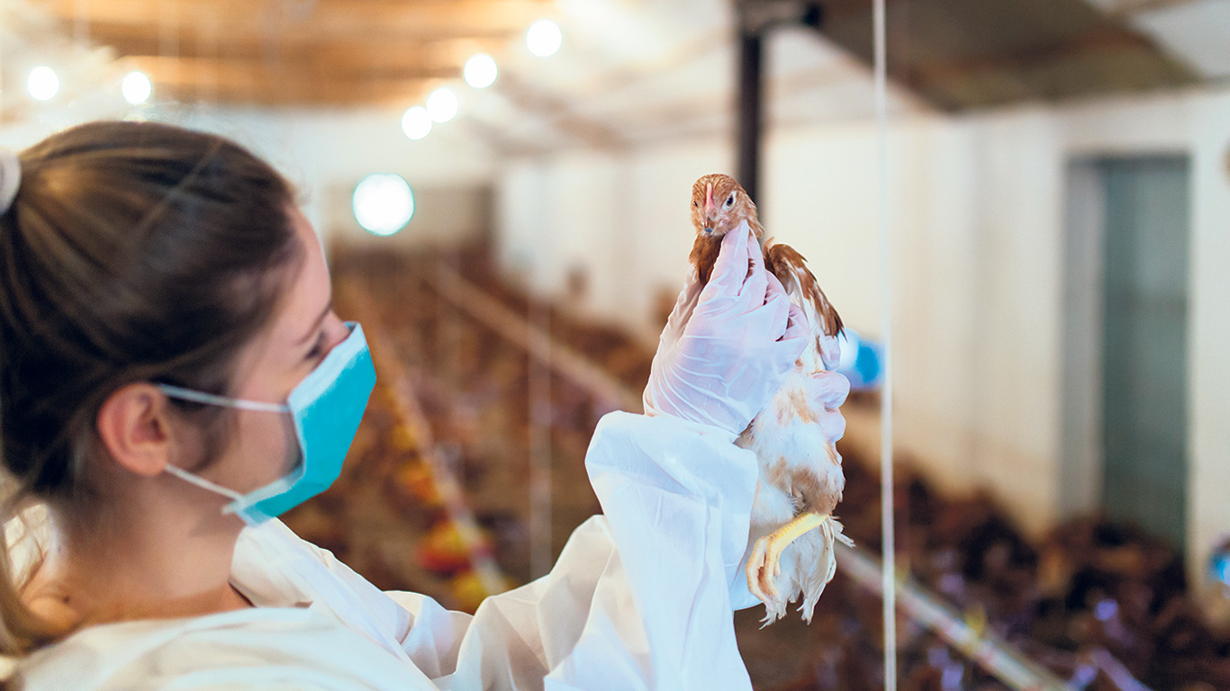 Le printemps 2023 s’annonce plus difficile que le précédent, alors que des milliers d’oiseaux ont déjà été frappés par une souche virulente de la grippe aviaire dans une quinzaine de sites d’élevage avicole de la province. Photo : Shutterstock