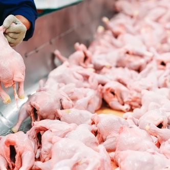 Plusieurs millions de kilogrammes de poulet étiqueté comme de la poule de réforme entreraient illégalement au pays depuis 10 ans, selon les Producteurs de poulet du Canada.