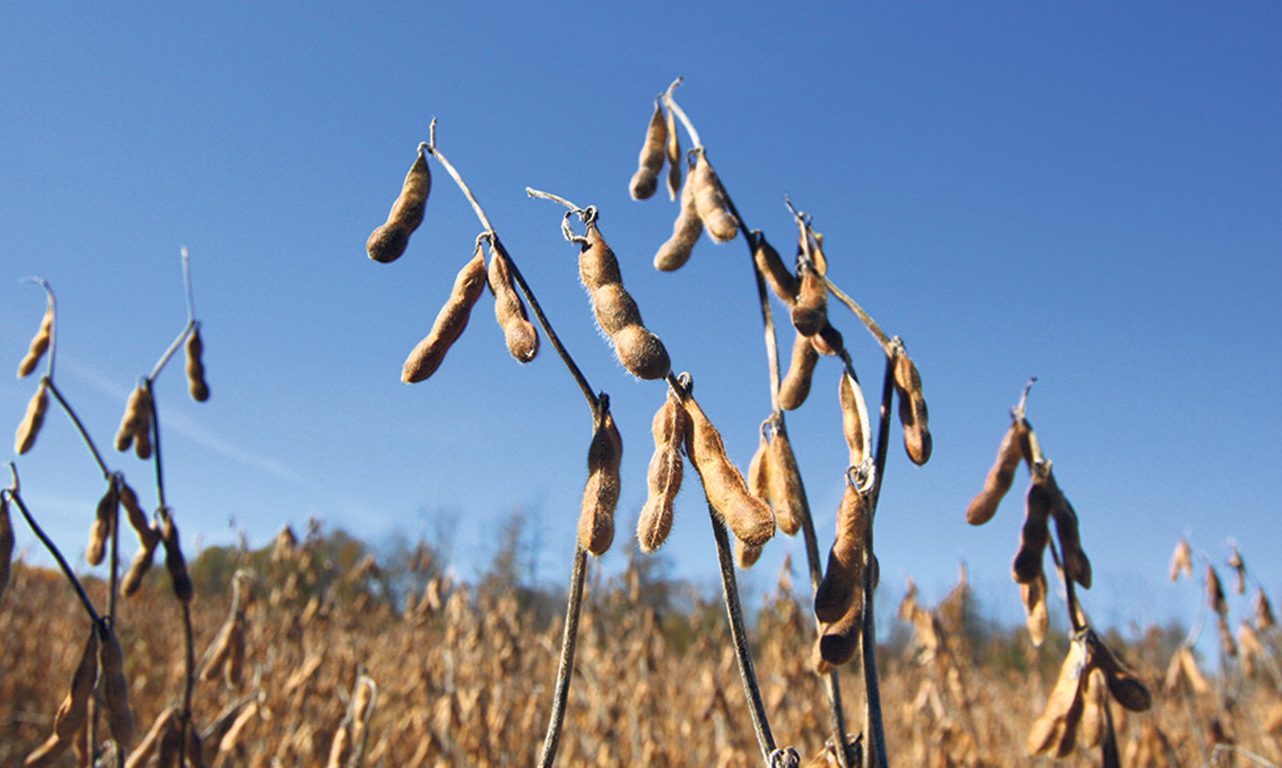 Le soya reste la protéine végétale la plus utilisée dans les aliments à base de plantes, notamment à cause de la diversité de ses produits dérivés. Photo : Archives/TCN