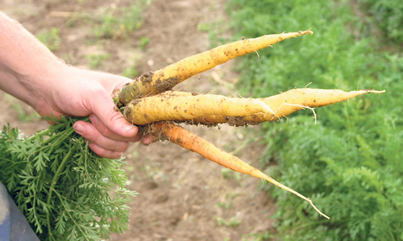 Le projet pilote visera à augmenter l’approvisionnement en carottes, en pommes de terre et en oignons frais dans les institutions publiques. Photo : Archives/TCN